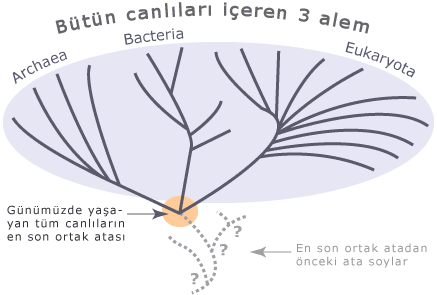 16.1._Canl_Yaamn_Kkeni_varsaymlar