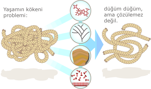 16._Evrim_Dgm