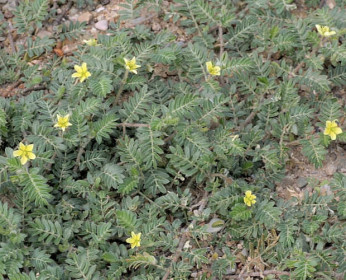 Demir Dikeni (Tribulus Terrestris)