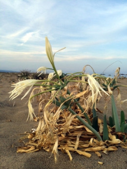 Kum Zambağı: Soyu Tükenmeden Görmeniz Gereken Bir Bitki