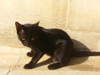 Kadı Cemal Efendi'nin Ali Zülfikar Tekkesine Hayali Seyahatnâmesi